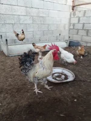 ديكين فرنسي للبيع