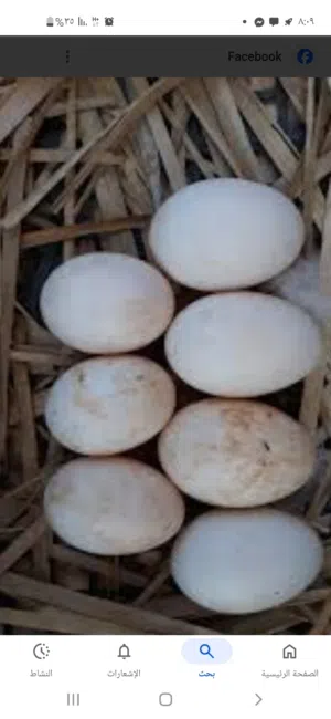 بيض بط مخصب للبيع
