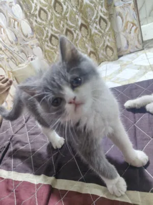 قطط للبيع... ام واربع قطط صغار ثنين شعر صافي وثنين شعر منفوش