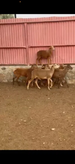 للبيع خرفان هجين جملة