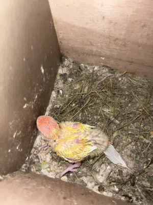 سلام عليكم طيور البيع عين حمراء اورنج او موحد مش عين حمراء او موحد كوكتيل البيع ترويض المكان طربل