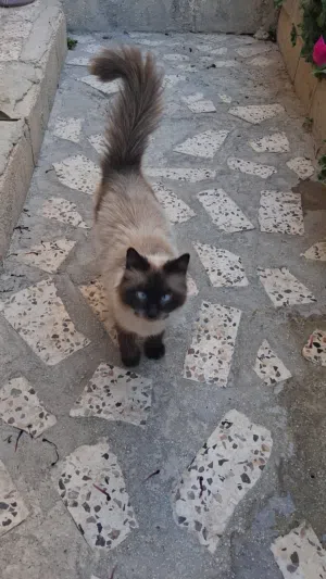 قطه عمر سنه  شيرازي نوع امريكي