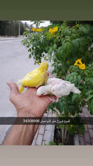 للبيع فرخ متو