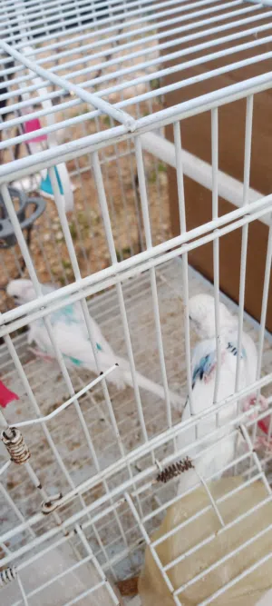 موجود جوزين حب للبيع  شغلات مكفولات أقل من أسبوع وبكون حاط بيض  مع مطير 6معالف كوخين فقط  م