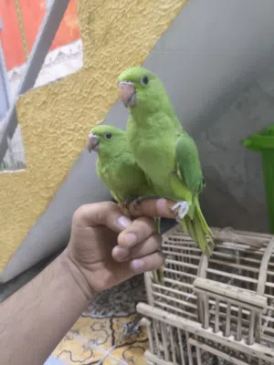 دره تبزير عراقي ميه بلميه  اقره الوصف