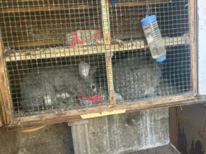 مجموعة أرانب للبيع هجاين