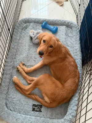 Golden retriever female