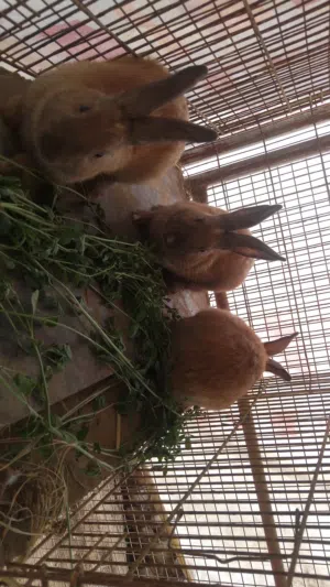ارانب للبيع ذكور فقط