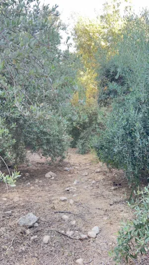 Mixed Use Land for Sale in Jerash Unaybah
