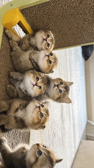 Golden British shorthairs