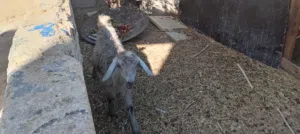 صخلاه بصلاة النبي