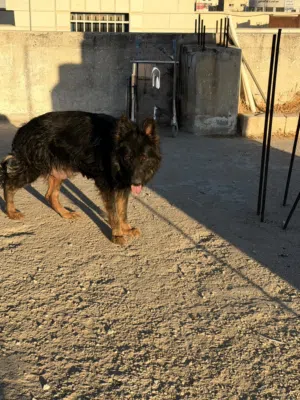 متاح انثى جيرمن للبيع ماخذ جميع المطاعم بسعر حرق