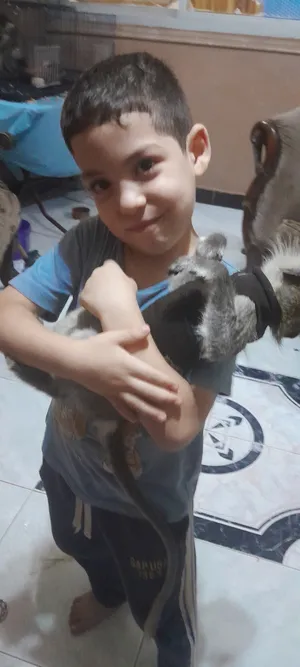 ‏حيوانات وطيور اخرى‏0