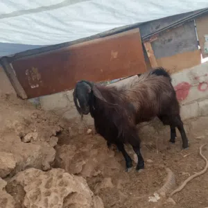 فحل تيس شغل هداد نار