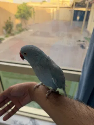 بغبغاء الليف جدا ويتكلم كم كلمه ويتعلم الكلمات بسرعه