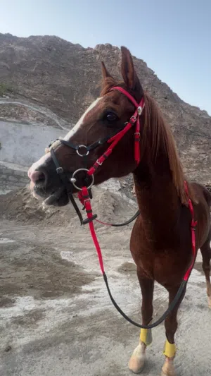 حصان مهجن للبيع او للبدل ما يناسب