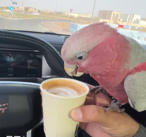 خالد الكعبي 