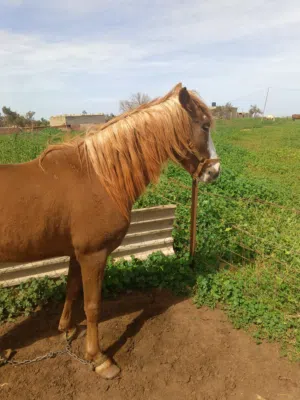 حصان من سلاله درجه اولى