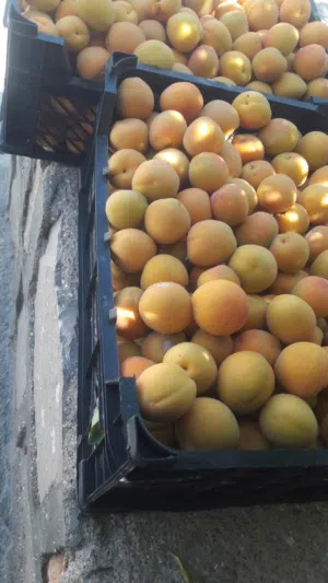 بيع مشمش من انتاج مزارع لجبل لاخضر
