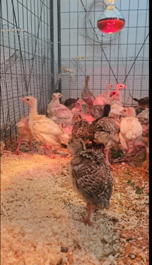 صوص دجاج رومي للبيع