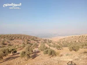 فرصة مميزة للاستثمار أو الاستراحة – أرض للبيع في عجلون / راجب (منطقة الكوم)
