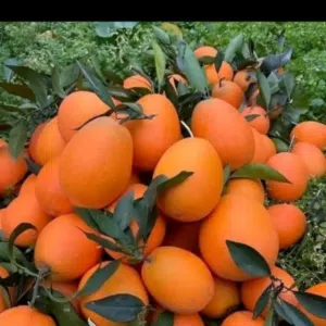 موسسة حضرموت الزراعية للاستيراد والتصدير 