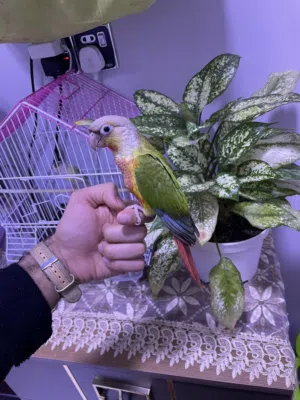 ببغاء الكنيور طينه اليف عمر 7اشهر