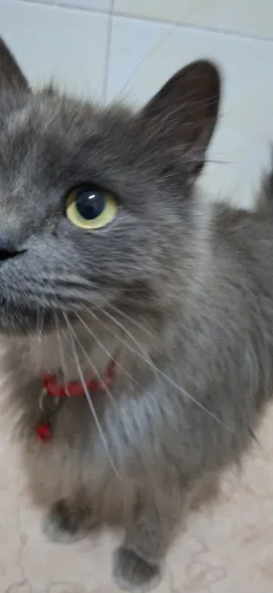 السلام عليكم انتايه سيامي للبيع