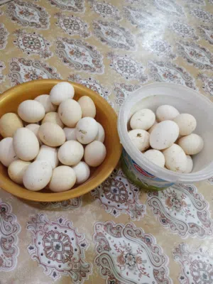 بيض دجاج كويتي