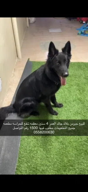 جيرمن بلاك جاك