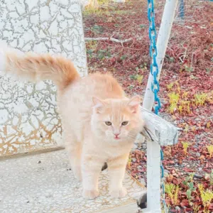 kittens for adoptions