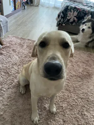 A Labrador Found Al Ruwaiya Dubai. 1 year male no microchip