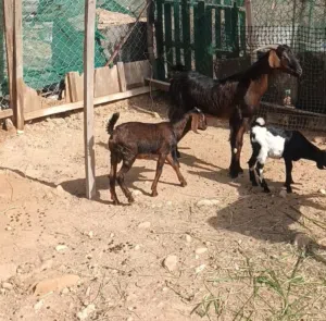 م شاء الله شاه هنديه تحتها توم جدايه ثنين تقريبا عمر ثلاث شهور