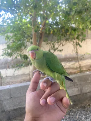 درة اليف جدا يطير ويرجع