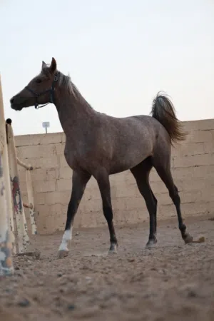مهرة عربية للبيع