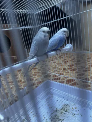 ذكر بقلينو حاجه منظمه