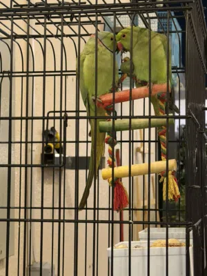 زوج طيور درّة (ذكر وأنثى) بصحة ممتازة A healthy and active pair of budgies (male & female