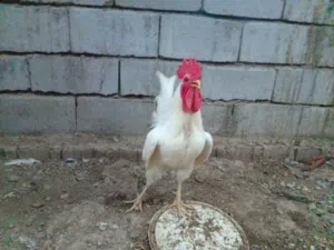 ديج ابيض
