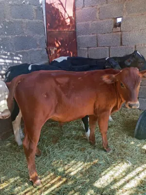 عجال ظفاريات