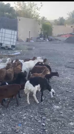 حلال للبيع كامل