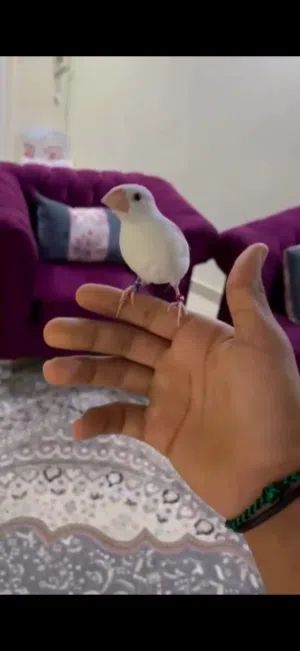 طير جاوه ذكر