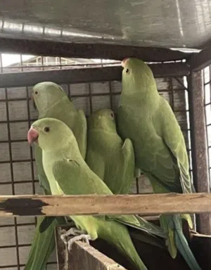 متوه دره للبيع