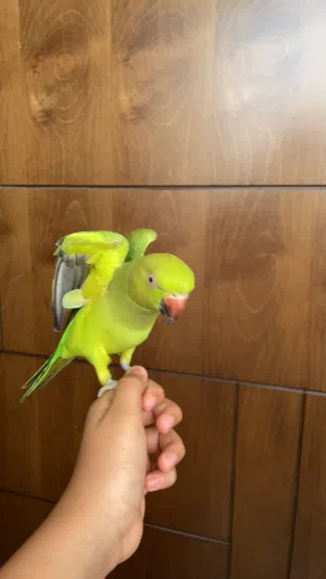 دره هندي متلكم ثلاث كلمات