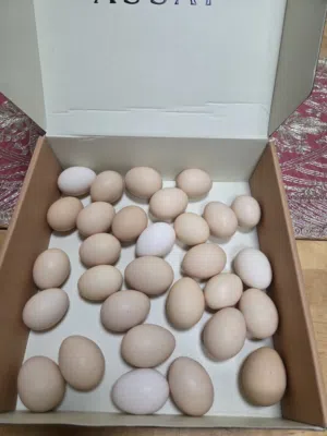 بيض عضوى بدون هرمونات