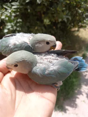 2فروخ بركديلو روز للترويض