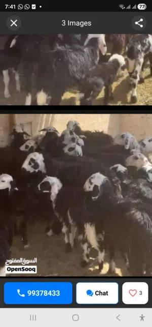 جعد للبيع تعال وشوف ف الزريبه