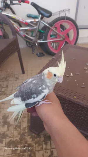 جوز ببغاء كوكتيل حبشي لي البيع في واحد بادي يتعلم عل يد كيف ما في في الصوره