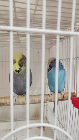 طيور حب نكليزي