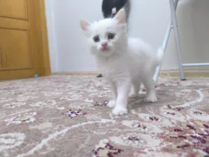 Cute white kitten