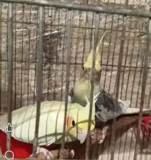 جوز كوكتيل نخب ما شاء الله